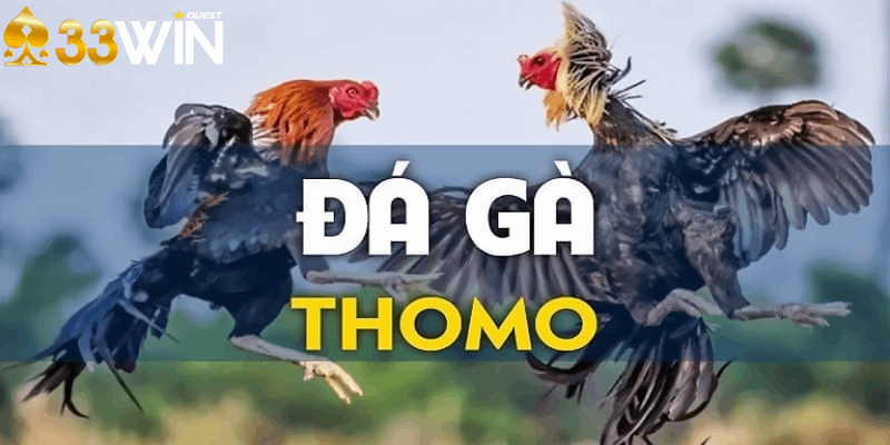 Hiểu về Đá gà Thomo