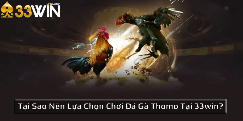 Tại sao nên lựa chọn chơi đá gà Thomo tại 33win?