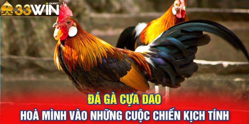 Giới thiệu đá gà cựa dao